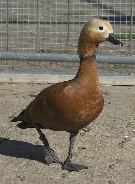 伊戈达拉之