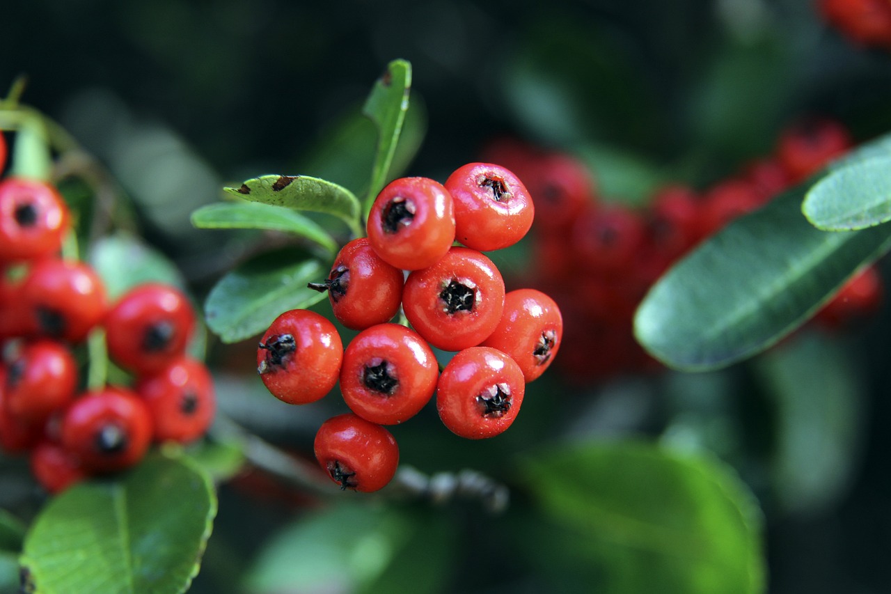 秀的轮换阵 秀的轮换阵